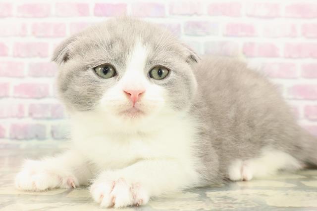 東京都のスコティッシュフォールド (Coo&RIKU武蔵小山店/2025年9月23日生まれ/男の子/ブルーホワイト)の子猫の2枚目の画像