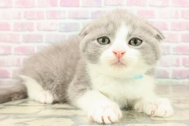 東京都のスコティッシュフォールド (Coo&RIKU武蔵小山店/2025年9月23日生まれ/男の子/ブルーホワイト)の子猫の3枚目の画像