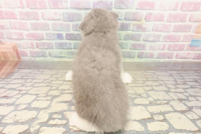 東京都のスコティッシュフォールド (Coo&RIKU武蔵小山店/2025年9月23日生まれ/男の子/ブルーホワイト)の子猫の4枚目の画像