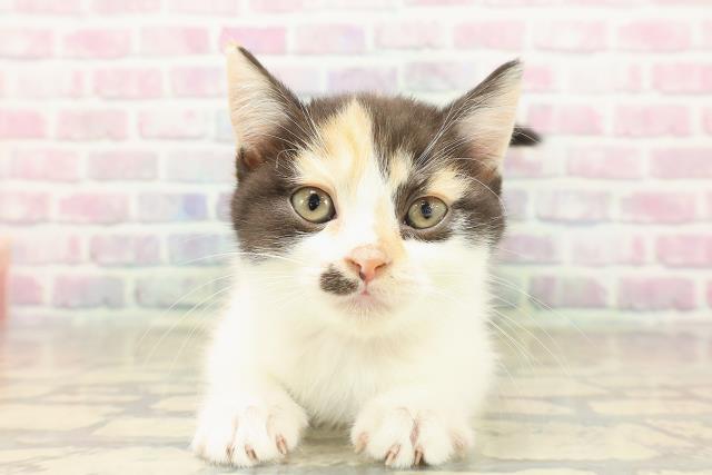 東京都のスコティッシュフォールド (Coo&RIKU中野サンモール店/2025年9月23日生まれ/女の子/キャリコ)の子猫