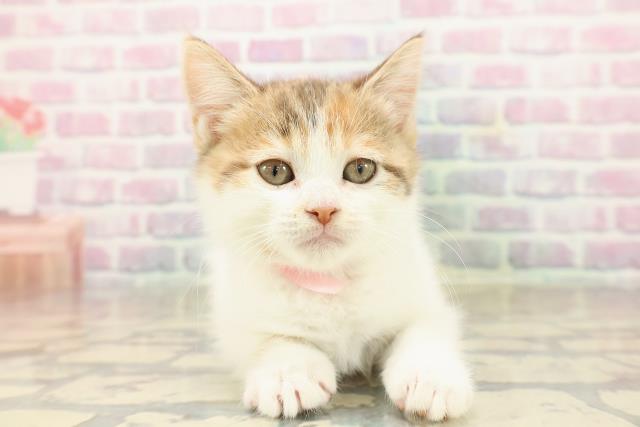 東京都のスコティッシュフォールド (Coo&RIKU浅草店/2025年9月22日生まれ/女の子/キャリコバン)の子猫の1枚目の画像