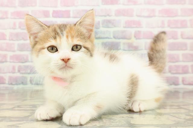 東京都のスコティッシュフォールド (Coo&RIKU浅草店/2025年9月22日生まれ/女の子/キャリコバン)の子猫の2枚目の画像