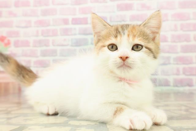 東京都のスコティッシュフォールド (Coo&RIKU浅草店/2025年9月22日生まれ/女の子/キャリコバン)の子猫の3枚目の画像