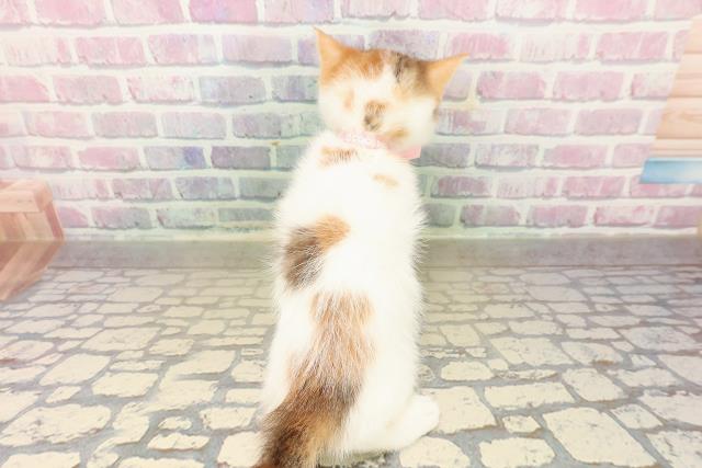 東京都のスコティッシュフォールド (Coo&RIKU浅草店/2025年9月22日生まれ/女の子/キャリコバン)の子猫の4枚目の画像