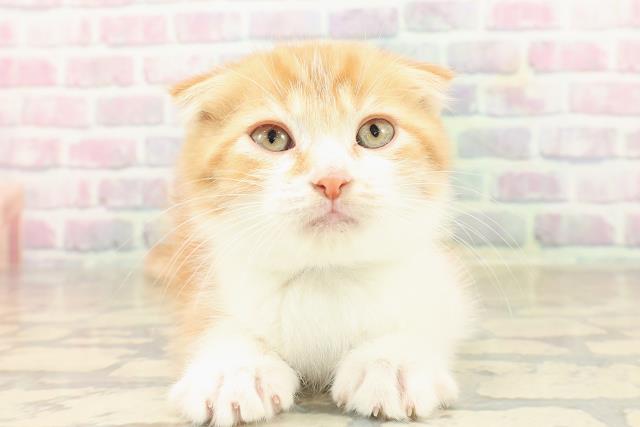 東京都のスコティッシュフォールド (Coo&RIKU大久保店/2025年9月22日生まれ/男の子/レッドタビーホワイト)の子猫