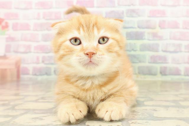東京都のスコティッシュフォールド (Coo&RIKU三軒茶屋店/2025年9月22日生まれ/男の子/レッドタビー)の子猫の1枚目の画像