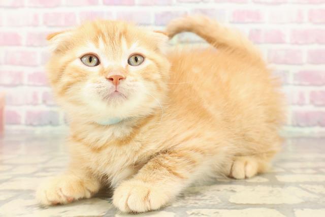 東京都のスコティッシュフォールド (Coo&RIKU三軒茶屋店/2025年9月22日生まれ/男の子/レッドタビー)の子猫の2枚目の画像