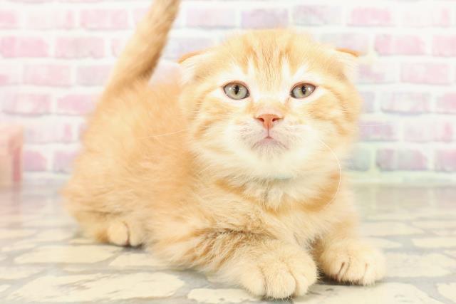 東京都のスコティッシュフォールド (Coo&RIKU三軒茶屋店/2025年9月22日生まれ/男の子/レッドタビー)の子猫の3枚目の画像