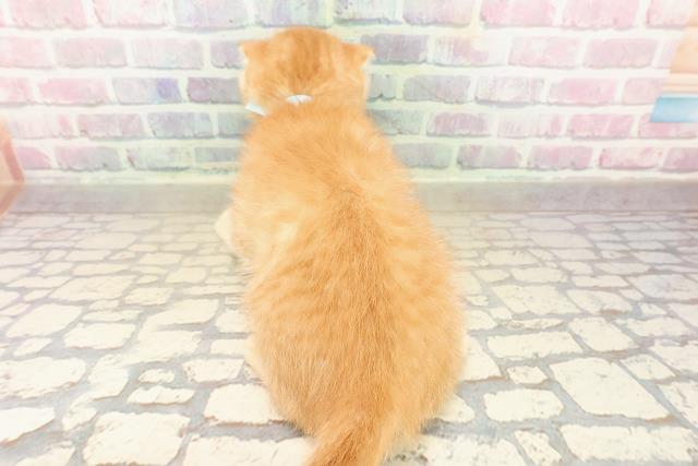 東京都のスコティッシュフォールド (Coo&RIKU三軒茶屋店/2025年9月22日生まれ/男の子/レッドタビー)の子猫の4枚目の画像