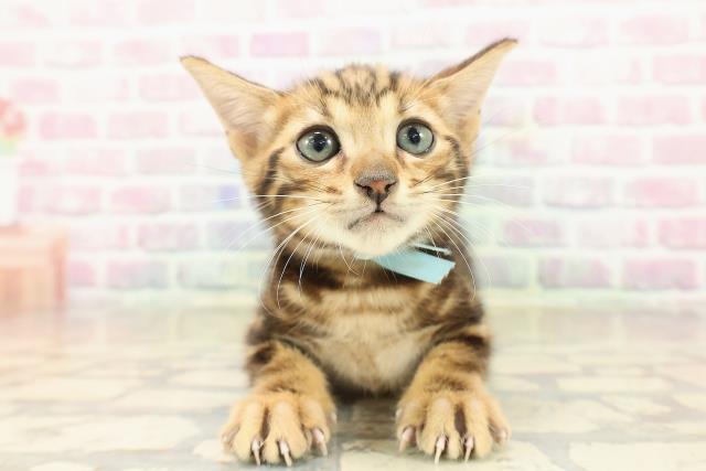 東京都のベンガル (Coo&RIKU中野サンモール店/2025年9月22日生まれ/男の子/ブラウンマーブルタビー)の子猫の1枚目の画像