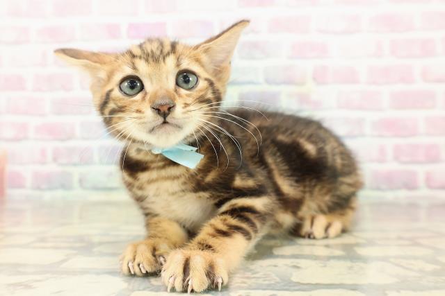 東京都のベンガル (Coo&RIKU中野サンモール店/2025年9月22日生まれ/男の子/ブラウンマーブルタビー)の子猫の2枚目の画像