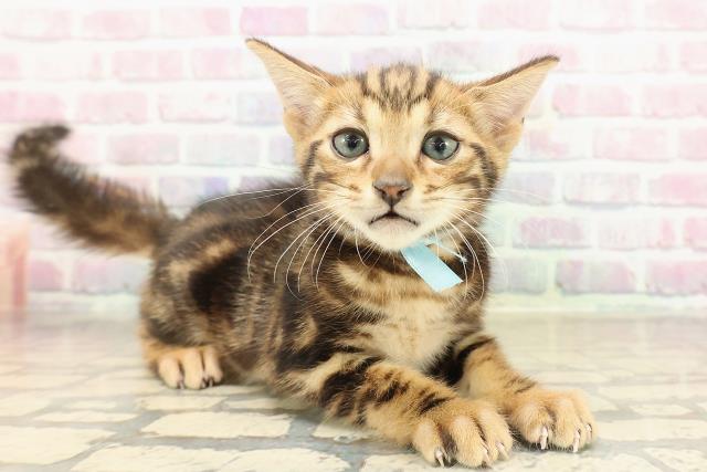 東京都のベンガル (Coo&RIKU中野サンモール店/2025年9月22日生まれ/男の子/ブラウンマーブルタビー)の子猫の3枚目の画像