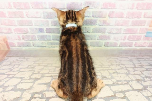 東京都のベンガル (Coo&RIKU中野サンモール店/2025年9月22日生まれ/男の子/ブラウンマーブルタビー)の子猫の4枚目の画像