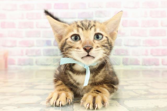 東京都のベンガル (Coo&RIKU大久保店/2025年9月22日生まれ/男の子/ブラウンマーブルタビー)の子猫の1枚目の画像