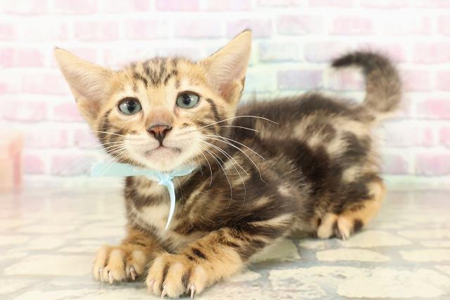 東京都のベンガル (Coo&RIKU大久保店/2025年9月22日生まれ/男の子/ブラウンマーブルタビー)の子猫の2枚目の画像