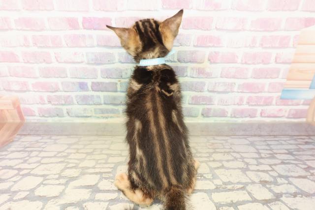 東京都のベンガル (Coo&RIKU大久保店/2025年9月22日生まれ/男の子/ブラウンマーブルタビー)の子猫の4枚目の画像