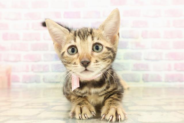 東京都のベンガル (Coo&RIKU新小岩店/2025年9月22日生まれ/女の子/ブラウンマーブルタビー)の子猫の1枚目の画像