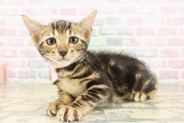 東京都のベンガル (Coo&RIKU新小岩店/2025年9月22日生まれ/女の子/ブラウンマーブルタビー)の子猫の2枚目の画像