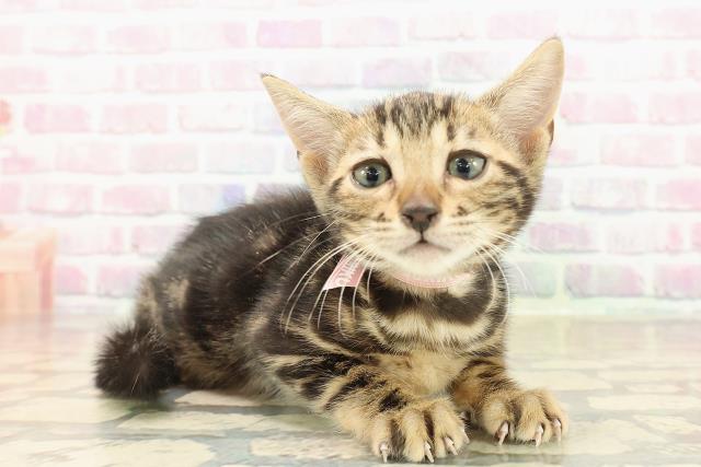 東京都のベンガル (Coo&RIKU新小岩店/2025年9月22日生まれ/女の子/ブラウンマーブルタビー)の子猫の3枚目の画像