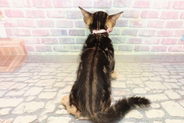 東京都のベンガル (Coo&RIKU新小岩店/2025年9月22日生まれ/女の子/ブラウンマーブルタビー)の子猫の4枚目の画像