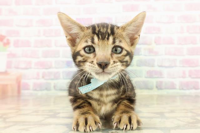東京都のベンガル (Coo&RIKU三軒茶屋店/2025年9月22日生まれ/男の子/ブラウンマーブルタビー)の子猫