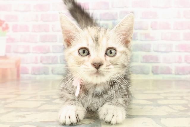 東京都のアメリカンショートヘアー (Coo&RIKU武蔵小山店/2025年9月23日生まれ/女の子/シルバーパッチドタビー)の子猫の1枚目の画像