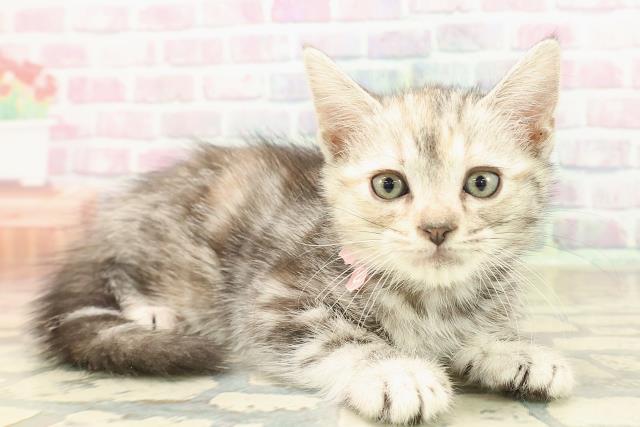 東京都のアメリカンショートヘアー (Coo&RIKU武蔵小山店/2025年9月23日生まれ/女の子/シルバーパッチドタビー)の子猫の3枚目の画像