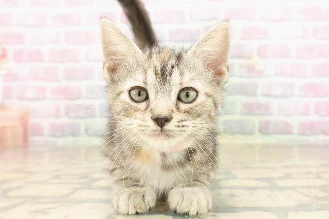 東京都のアメリカンショートヘアー (Coo&RIKU赤坂店/2025年9月23日生まれ/女の子/シルバーパッチドタビー)の子猫の1枚目の画像