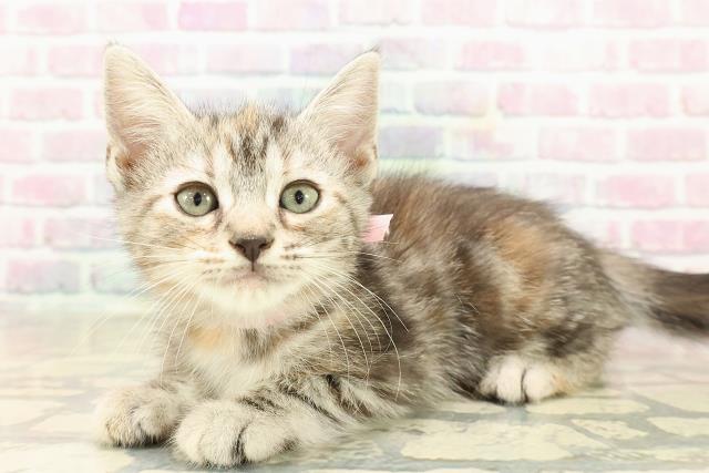 東京都のアメリカンショートヘアー (Coo&RIKU赤坂店/2025年9月23日生まれ/女の子/シルバーパッチドタビー)の子猫の2枚目の画像