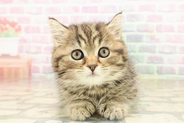 東京都のスコティッシュフォールド (Coo&RIKU足立本店/2025年9月23日生まれ/女の子/ブラウンタビー)の子猫