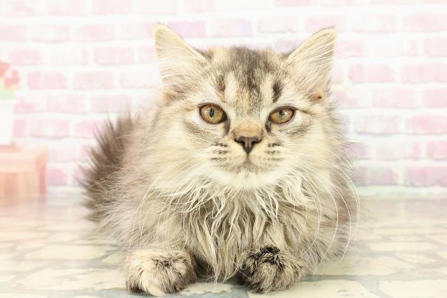 東京都のサイベリアン (Coo&RIKU江戸川店/2025年9月1日生まれ/女の子/ブラウンパッチドタビー)の子猫