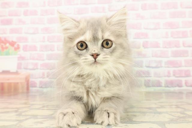 静岡県のサイベリアン (Coo&RIKU掛川店/2025年9月1日生まれ/女の子/ブルーパッチドタビー)の子猫