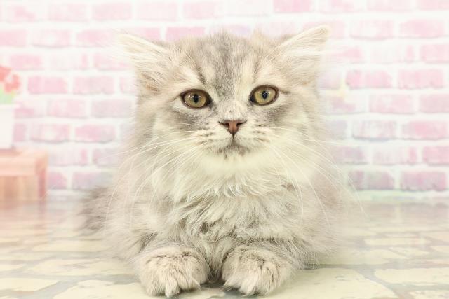 埼玉県のサイベリアン (Coo&RIKU所沢店/2025年9月1日生まれ/女の子/ブルーパッチドタビー)の子猫