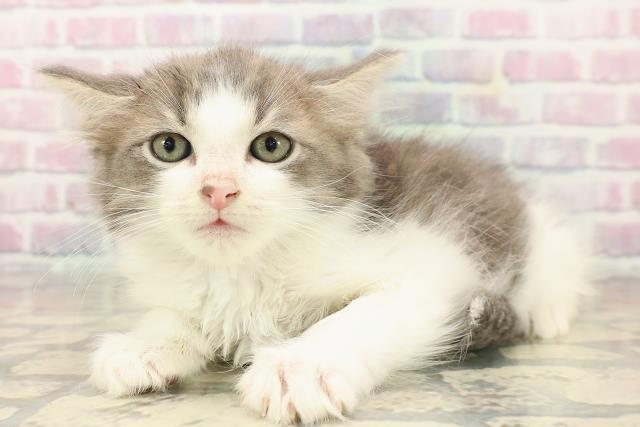 千葉県のラガマフィン (Coo&RIKUフレスポ稲毛店/2025年9月22日生まれ/男の子/ブルータビーホワイト)の子猫の2枚目の画像