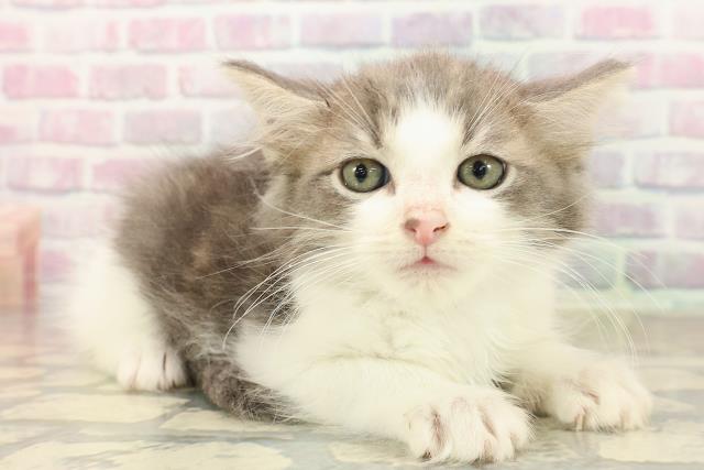 千葉県のラガマフィン (Coo&RIKUフレスポ稲毛店/2025年9月22日生まれ/男の子/ブルータビーホワイト)の子猫の3枚目の画像