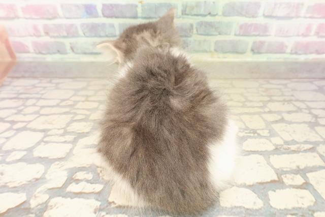 千葉県のラガマフィン (Coo&RIKUフレスポ稲毛店/2025年9月22日生まれ/男の子/ブルータビーホワイト)の子猫の4枚目の画像