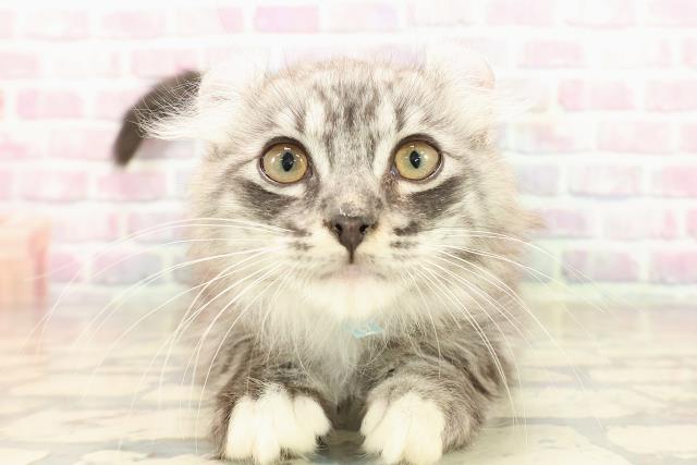 埼玉県のアメリカンカール (Coo&RIKU所沢店/2025年8月25日生まれ/男の子/シルバータビーホワイト)の子猫の1枚目の画像