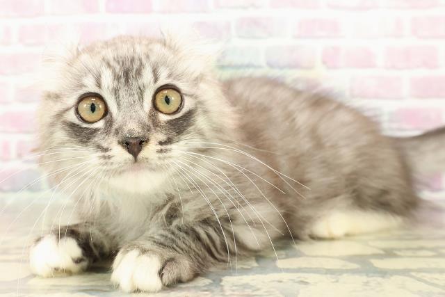 埼玉県のアメリカンカール (Coo&RIKU所沢店/2025年8月25日生まれ/男の子/シルバータビーホワイト)の子猫の2枚目の画像