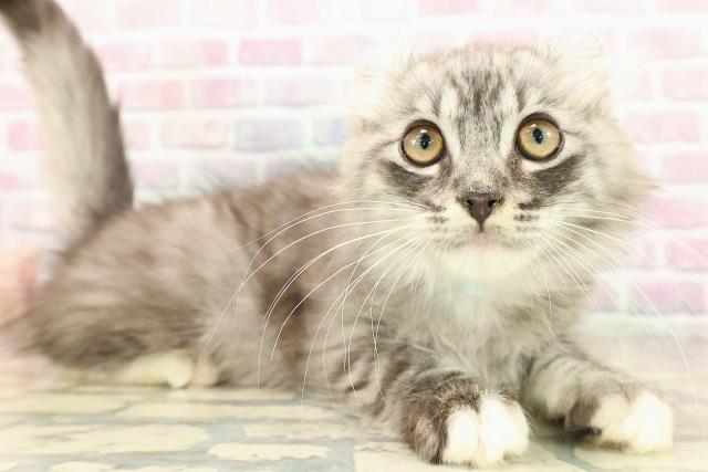 埼玉県のアメリカンカール (Coo&RIKU所沢店/2025年8月25日生まれ/男の子/シルバータビーホワイト)の子猫の3枚目の画像