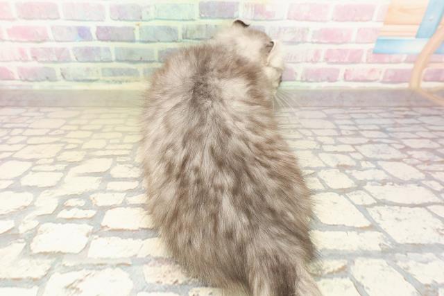 埼玉県のアメリカンカール (Coo&RIKU所沢店/2025年8月25日生まれ/男の子/シルバータビーホワイト)の子猫の4枚目の画像