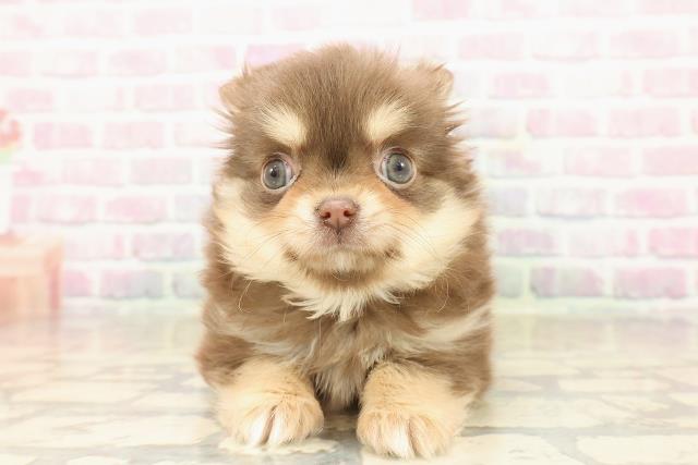 東京都のチワワ(ロング) (Coo&RIKU赤坂店/2025年9月18日生まれ/女の子/チョコレートタンホワイト)の子犬の1枚目の画像