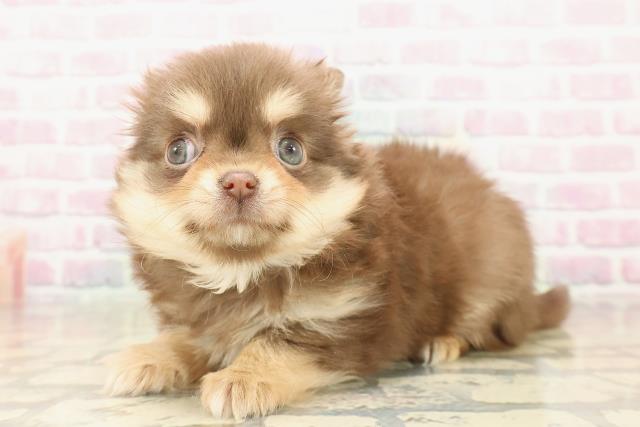 東京都のチワワ(ロング) (Coo&RIKU赤坂店/2025年9月18日生まれ/女の子/チョコレートタンホワイト)の子犬の2枚目の画像