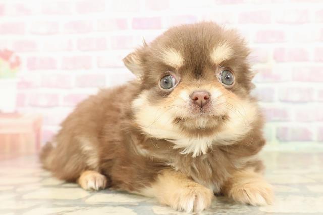 東京都のチワワ(ロング) (Coo&RIKU赤坂店/2025年9月18日生まれ/女の子/チョコレートタンホワイト)の子犬の3枚目の画像