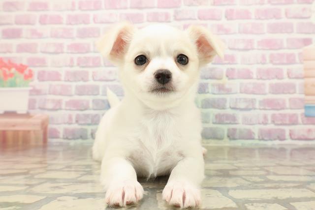 埼玉県のチワワ(ロング) (Coo&RIKUヤオコー幸手店/2025年9月22日生まれ/男の子/クリームホワイト)の子犬の1枚目の画像