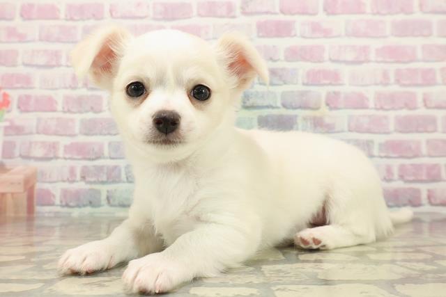 埼玉県のチワワ(ロング) (Coo&RIKUヤオコー幸手店/2025年9月22日生まれ/男の子/クリームホワイト)の子犬の2枚目の画像