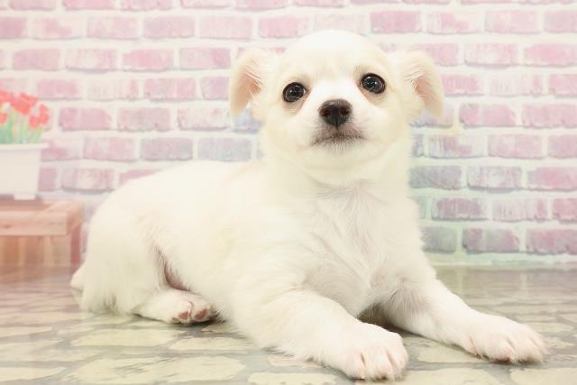 埼玉県のチワワ(ロング) (Coo&RIKUヤオコー幸手店/2025年9月22日生まれ/男の子/クリームホワイト)の子犬の3枚目の画像