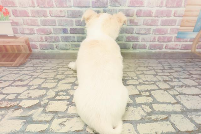 埼玉県のチワワ(ロング) (Coo&RIKUヤオコー幸手店/2025年9月22日生まれ/男の子/クリームホワイト)の子犬の4枚目の画像