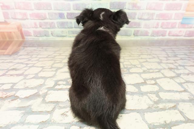 埼玉県のチワワ(ロング) (Coo&RIKU川口戸塚店/2025年9月22日生まれ/女の子/トライカラー)の子犬の4枚目の画像