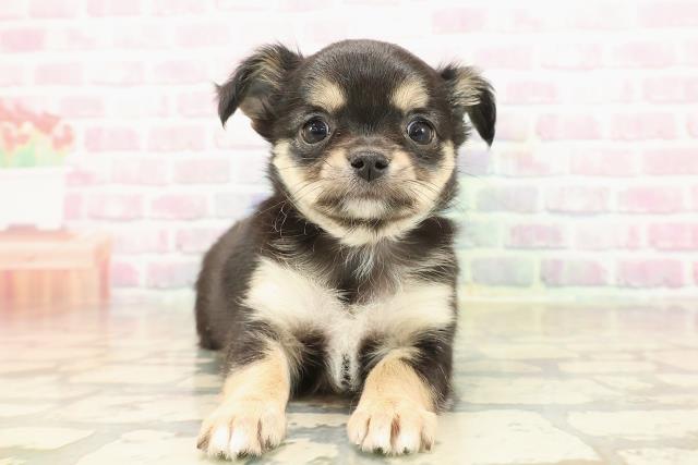 埼玉県のチワワ(ロング) (Coo&RIKU所沢店/2025年9月22日生まれ/女の子/ブラッククリーム)の子犬