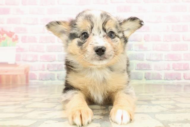 東京都のポメチワ/チワポメ/ポメチー(ポメラニアン×チワワ) (Coo&RIKU練馬店/2025年9月20日生まれ/男の子/ブルーマール)の子犬の1枚目の画像